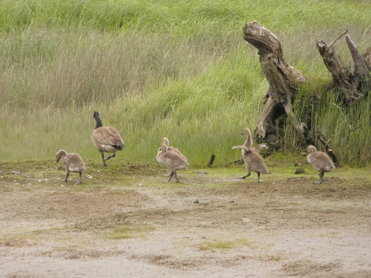 Канад галуу - ML576441321