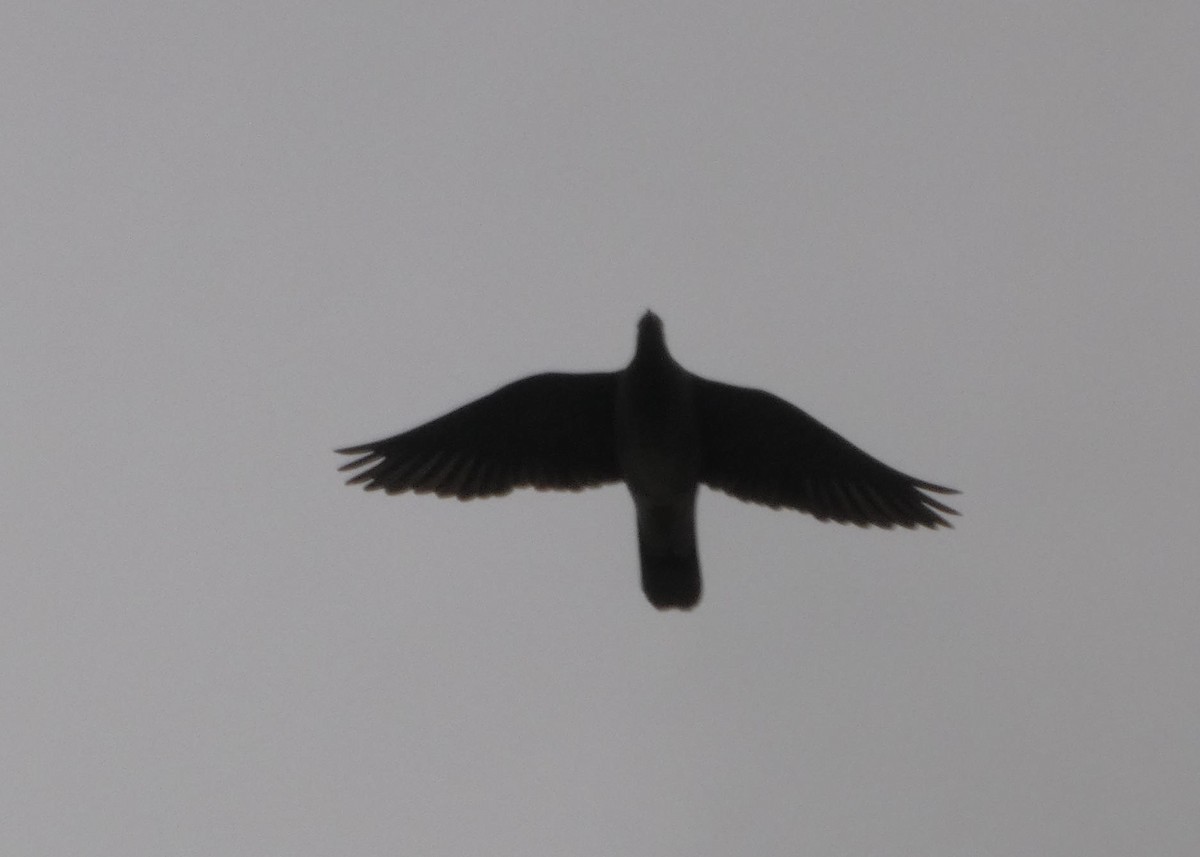 Band-tailed Pigeon - ML576441471