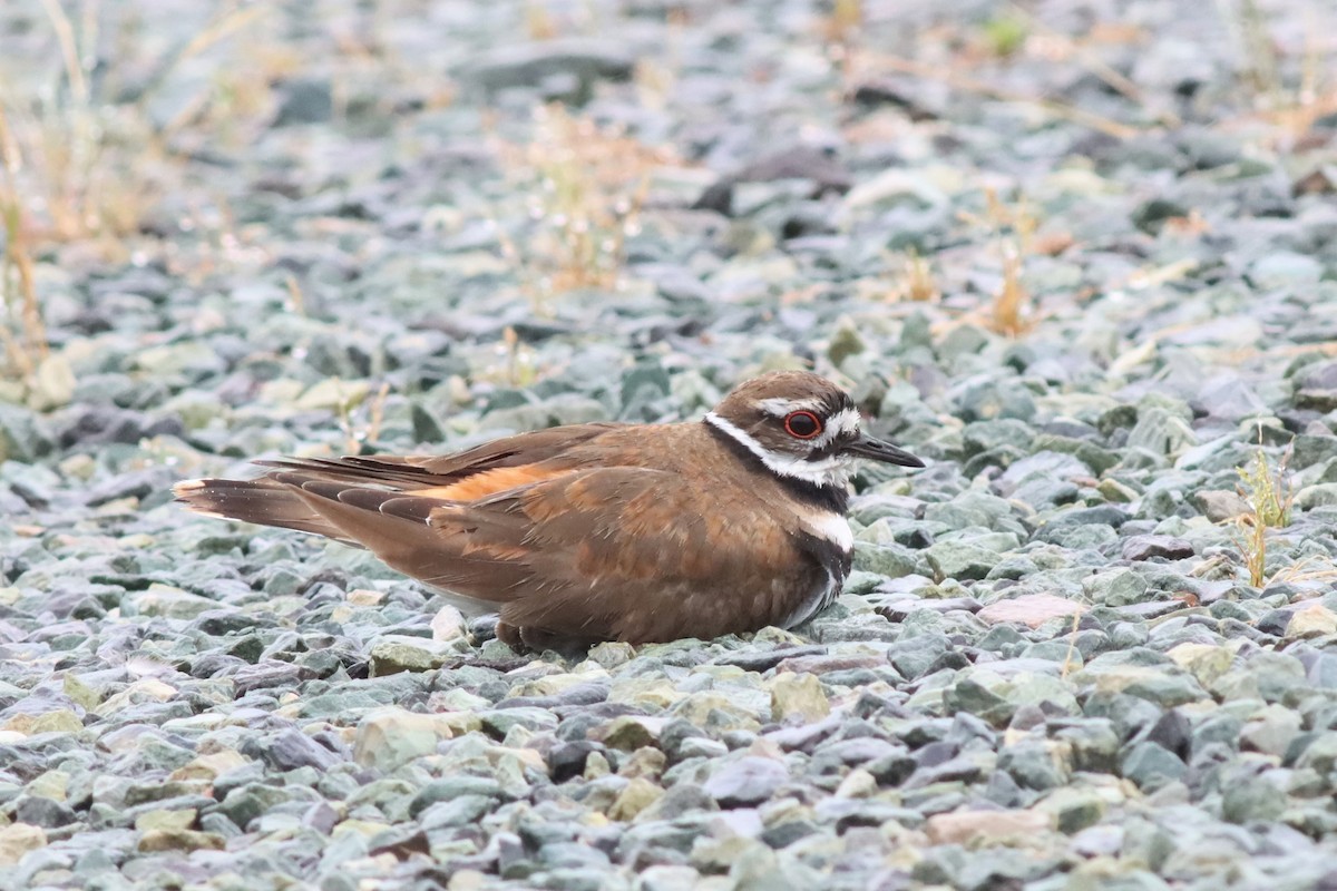Killdeer - ML576442021