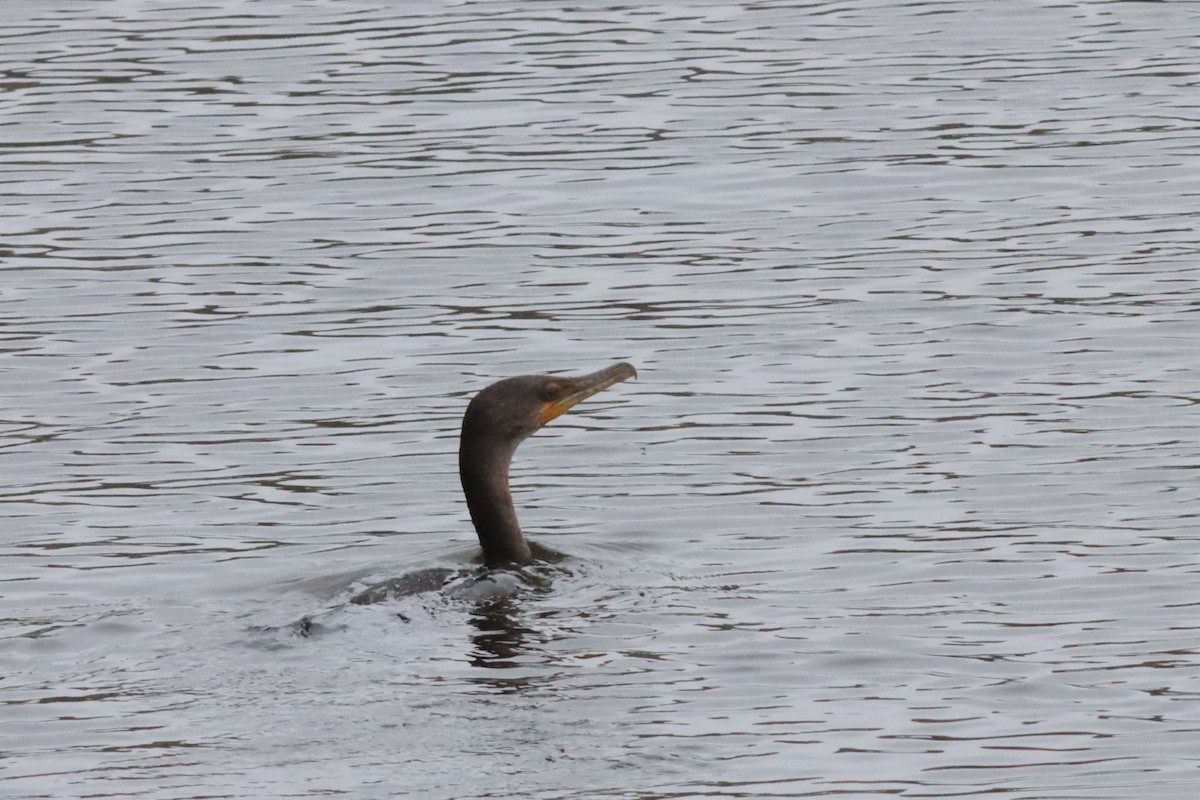 Double-crested Cormorant - ML576442621