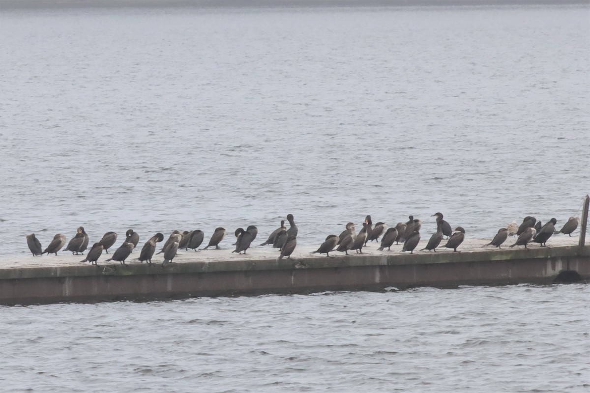 Double-crested Cormorant - ML576442631