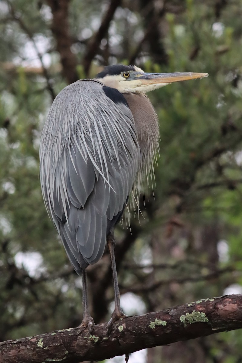 Great Blue Heron - ML576442851