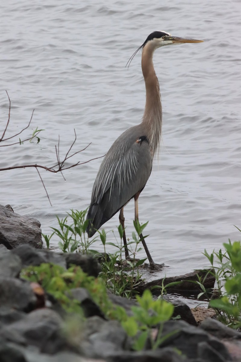 Great Blue Heron - ML576442861