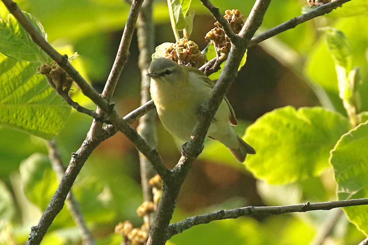 Tennessee Warbler - ML576442961