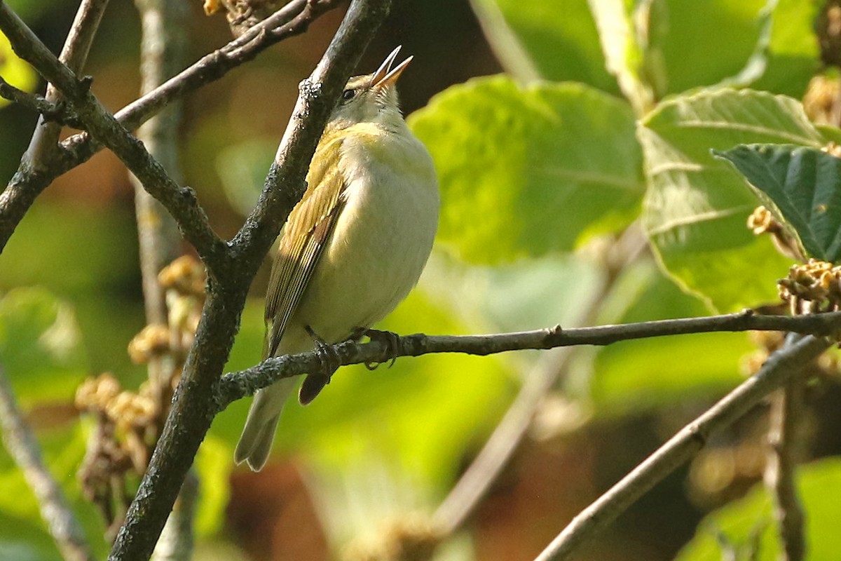 Tennessee Warbler - ML576442971