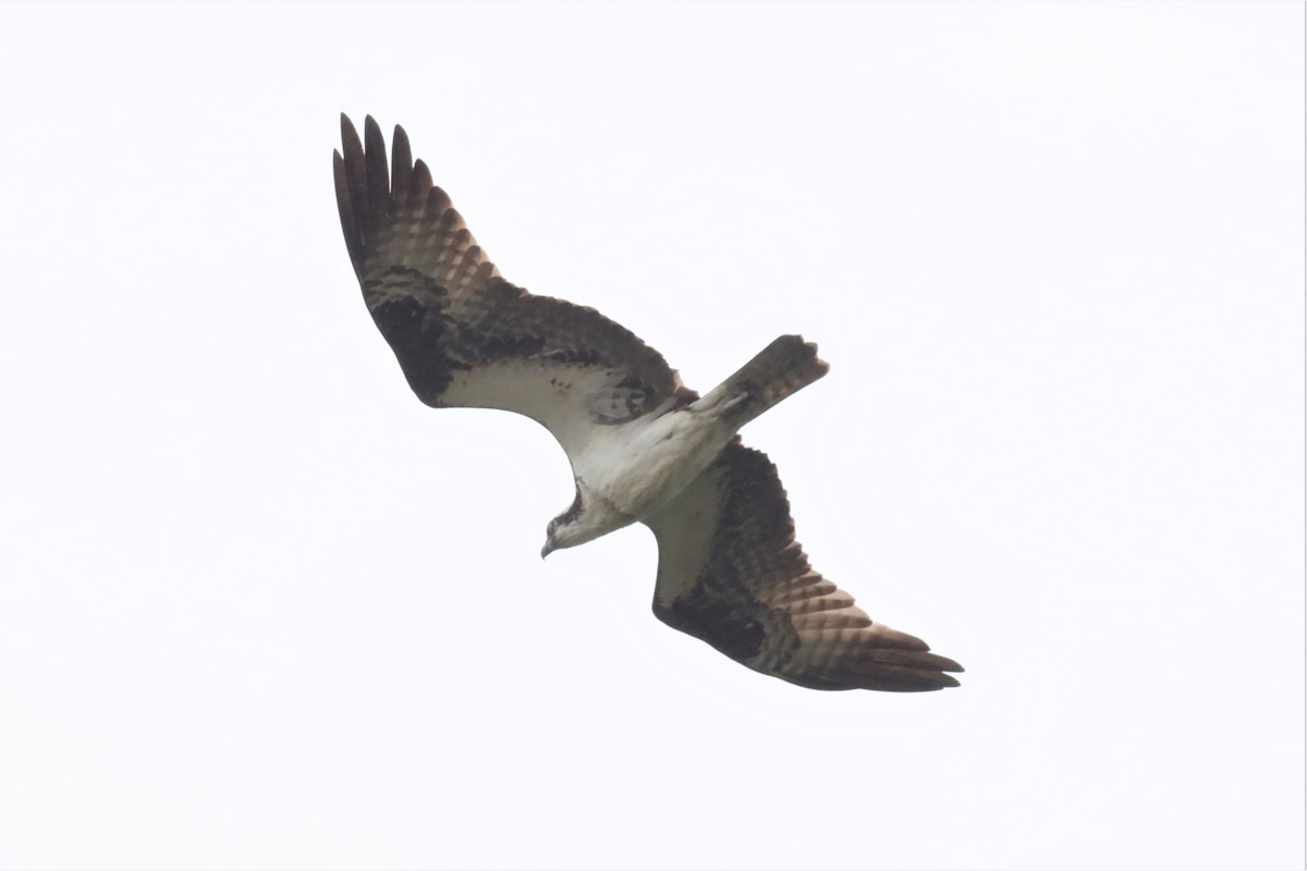 Osprey - ML576443121
