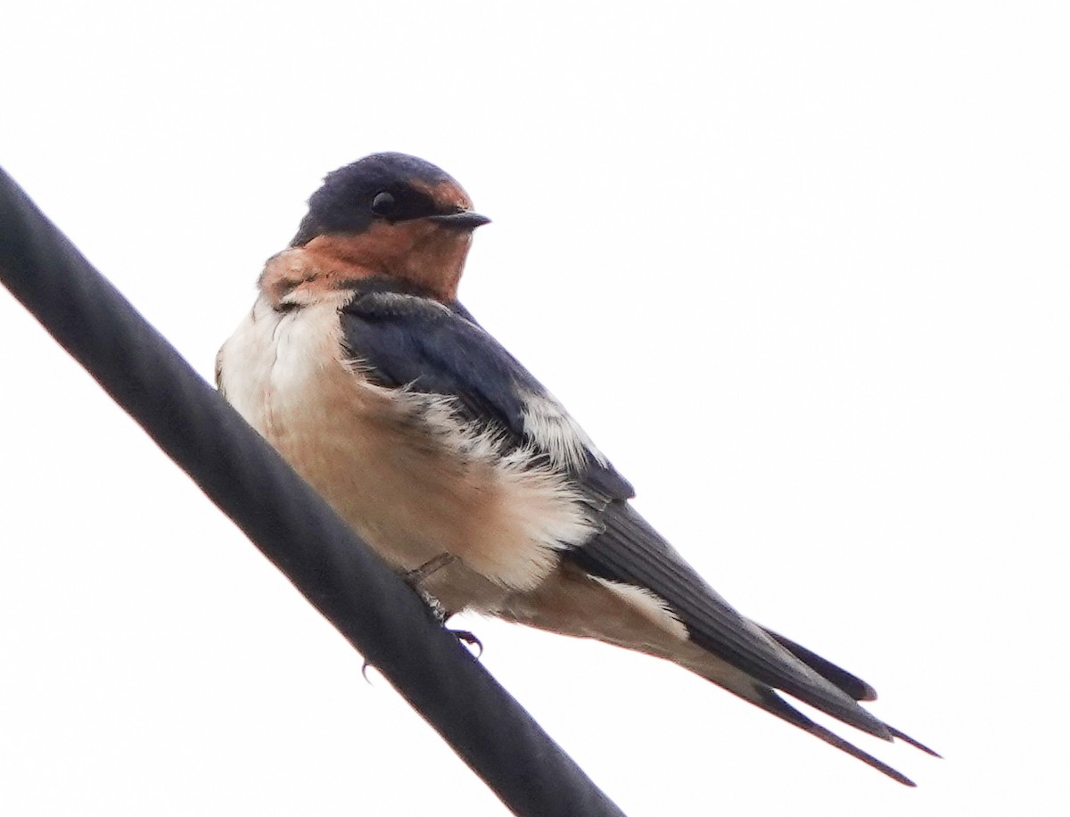 Barn Swallow - ML576443361