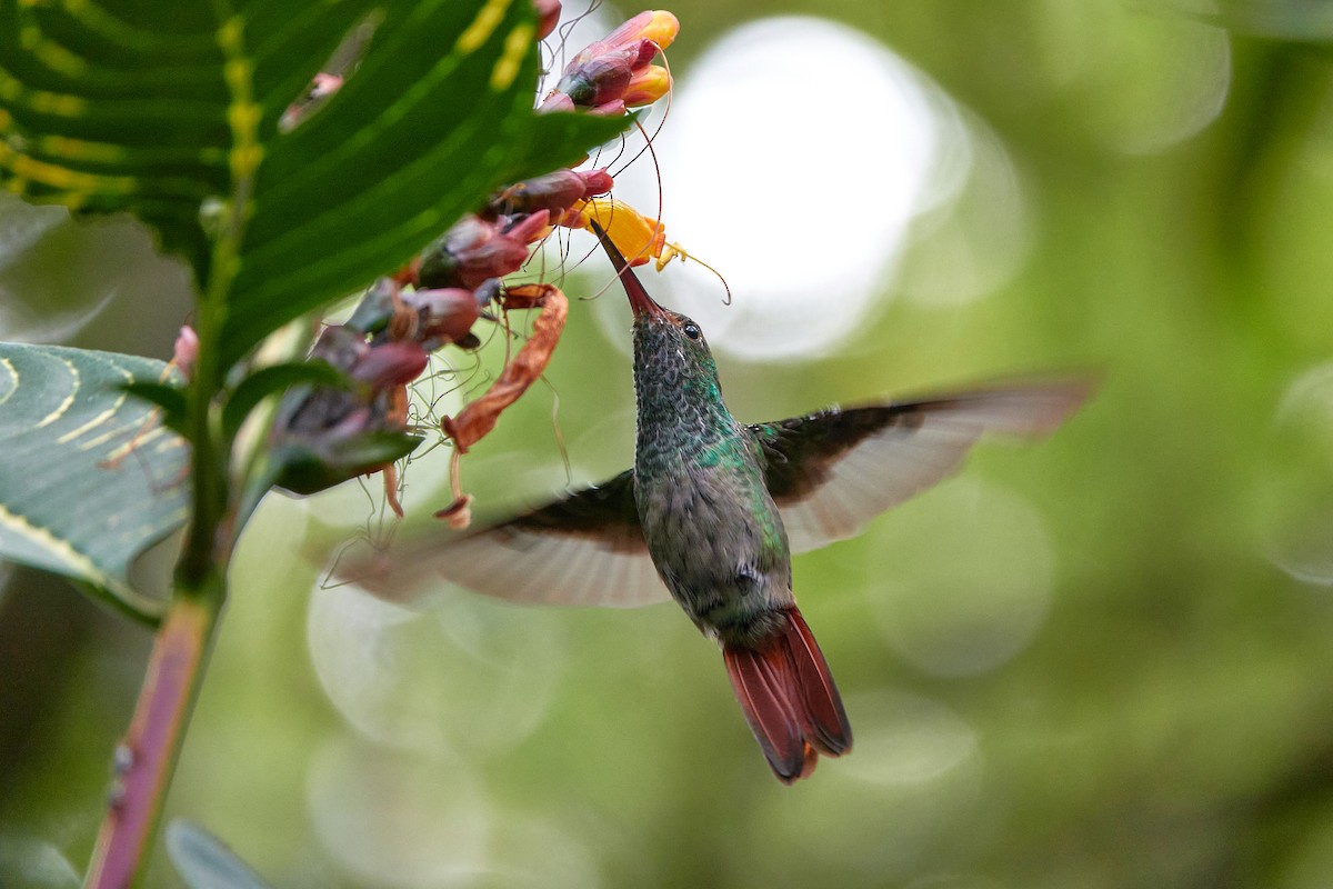 Rufous-tailed Hummingbird - Elodie Roze