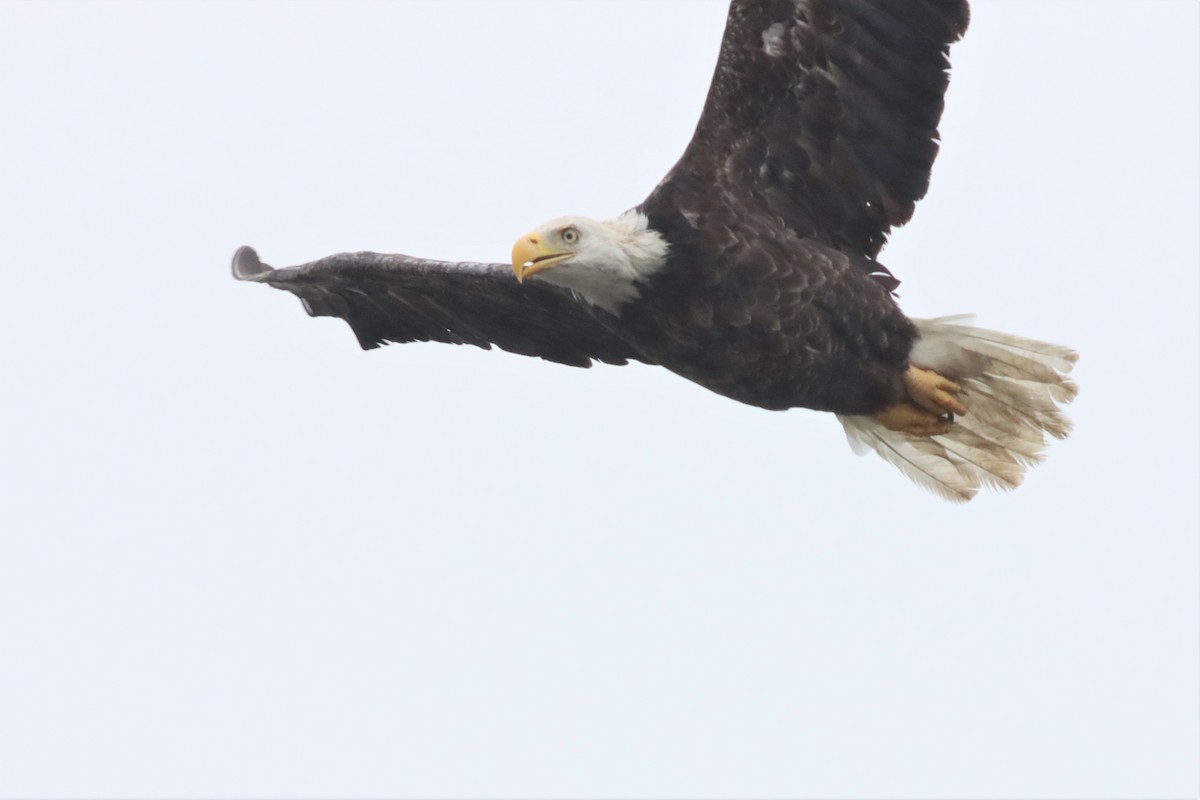 Weißkopf-Seeadler - ML576443411