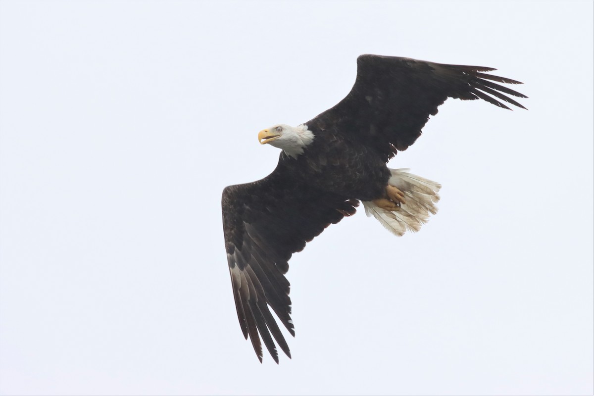 Weißkopf-Seeadler - ML576443421