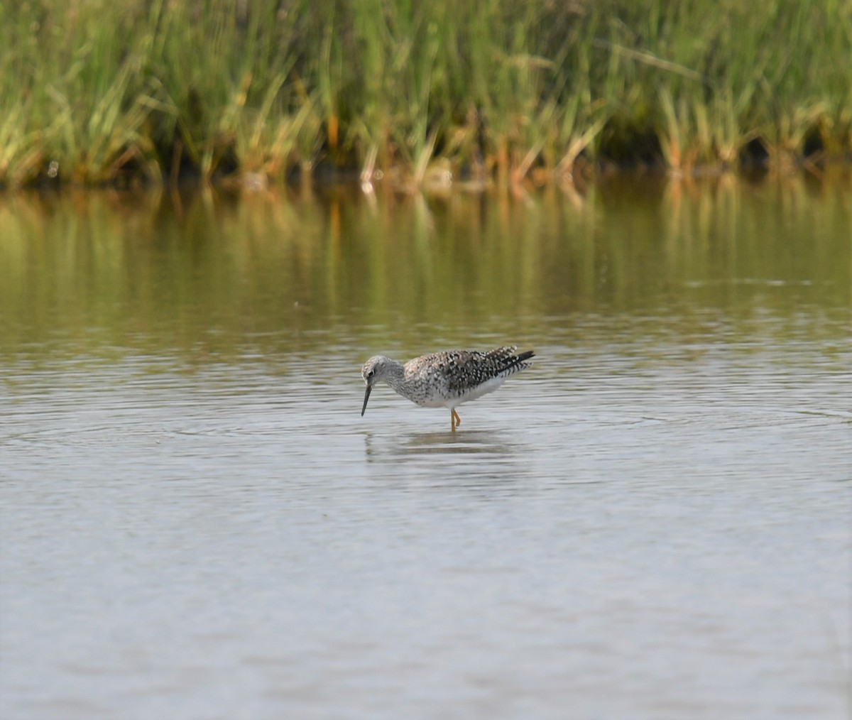 Lesser Yellowlegs - ML576443501