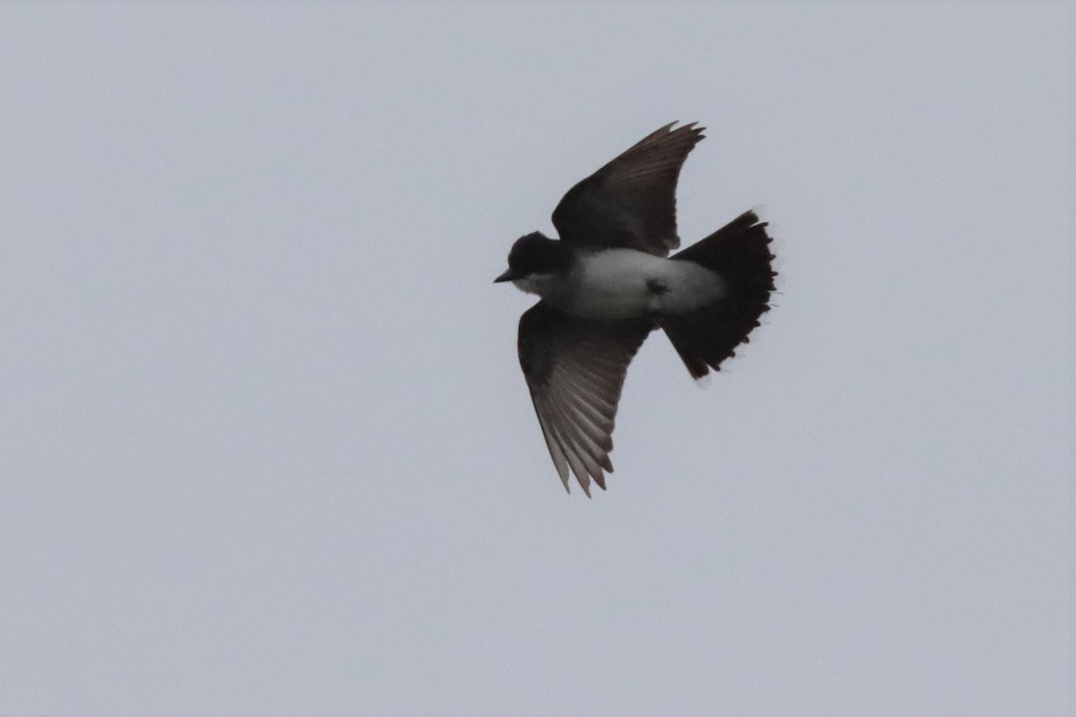 Eastern Kingbird - Margaret Viens