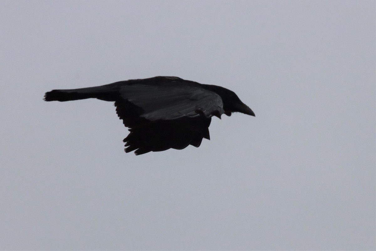 American Crow - ML576443801