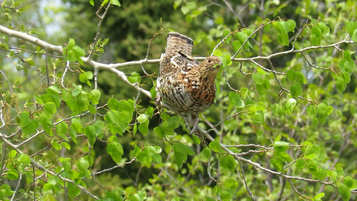 Ruffed Grouse - ML576443811