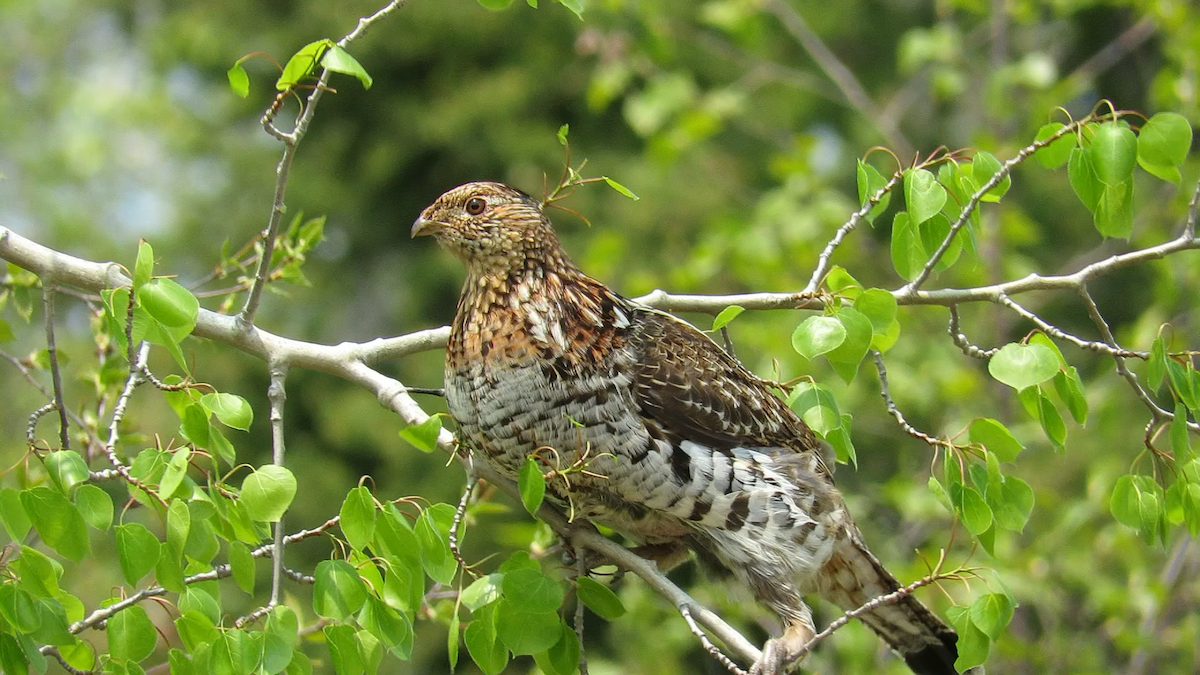 Ruffed Grouse - ML576443831