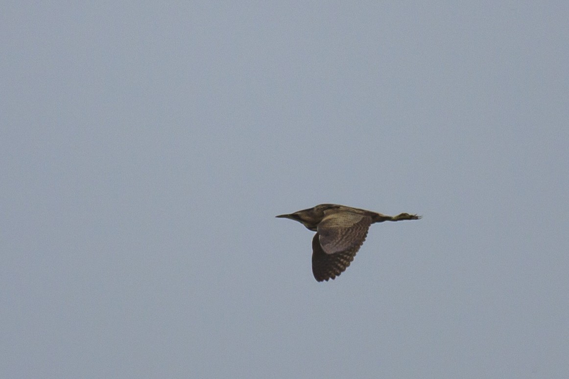 Great Bittern - ML576443951