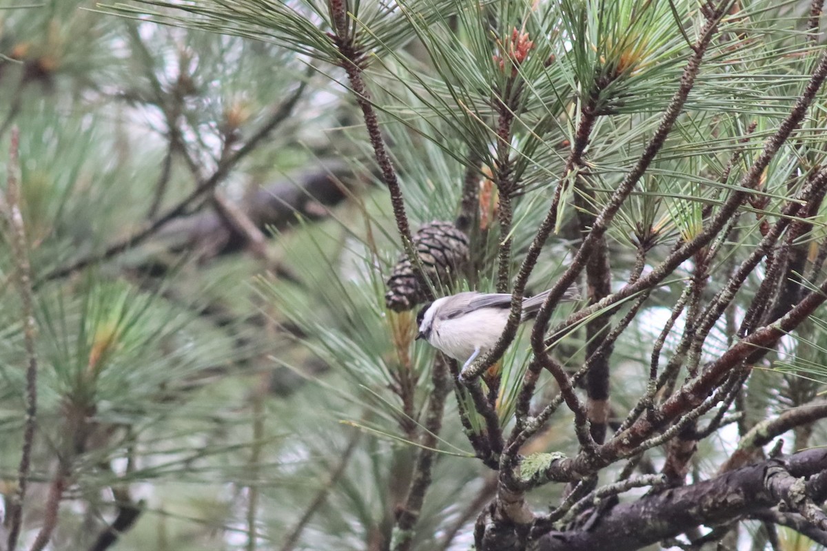 Carolina Chickadee - ML576444031