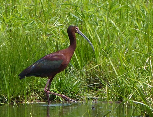 White-faced Ibis - Carolyn Fields