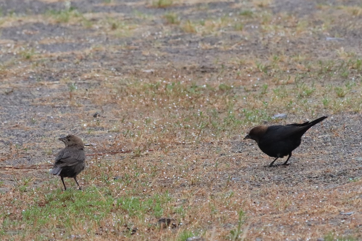 Brown-headed Cowbird - ML576444731