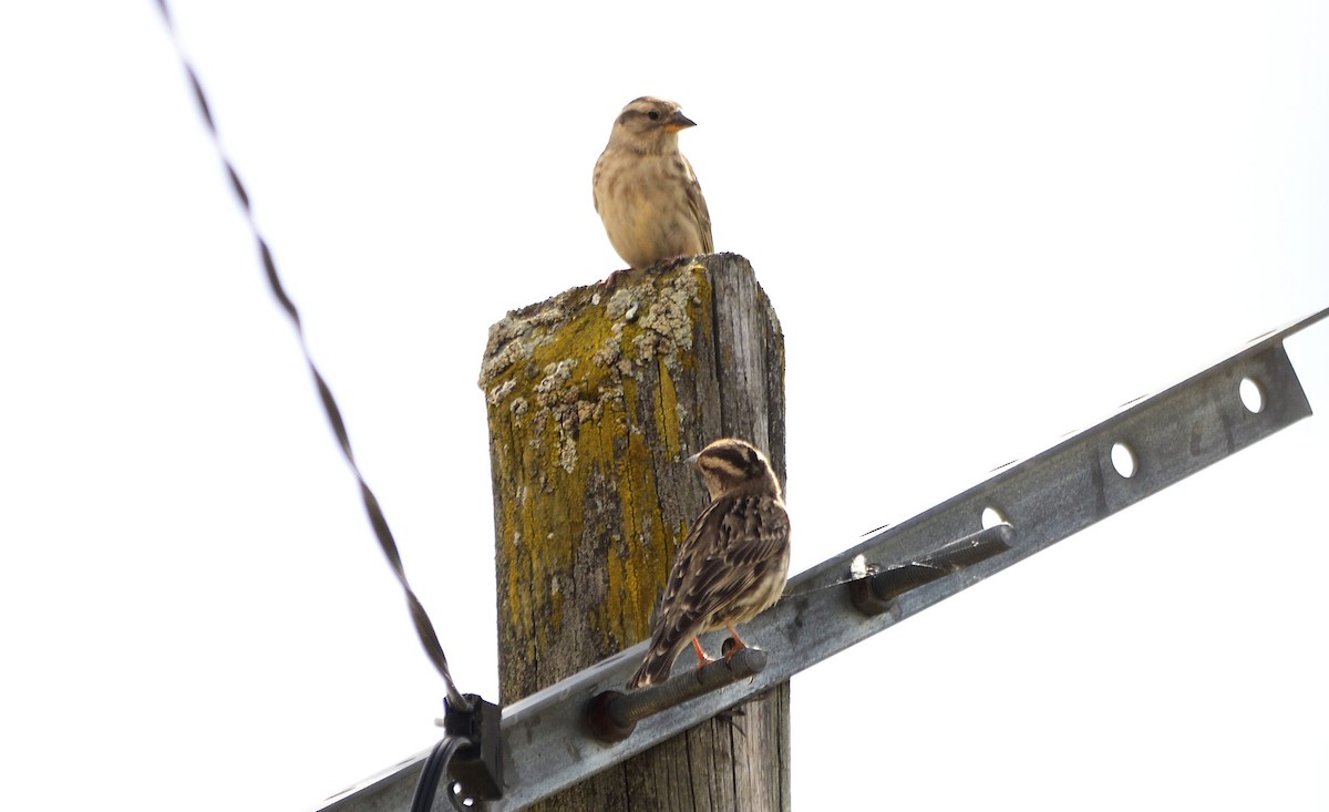 Rock Sparrow - ML576445101