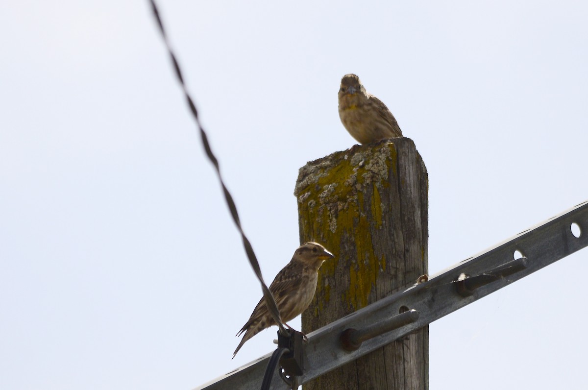 Rock Sparrow - ML576445111