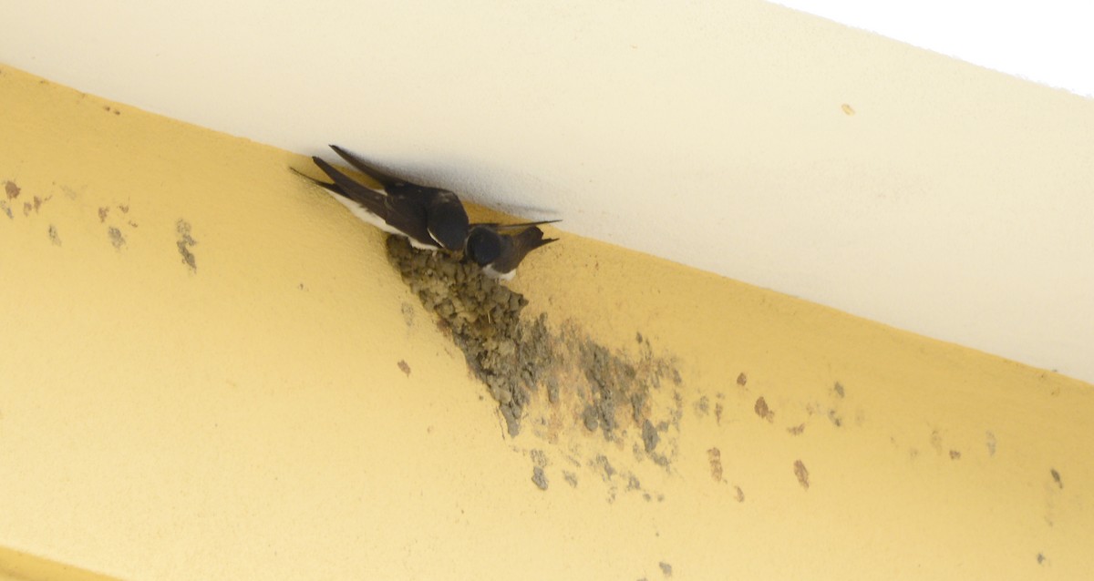 Western House-Martin - ML576445171