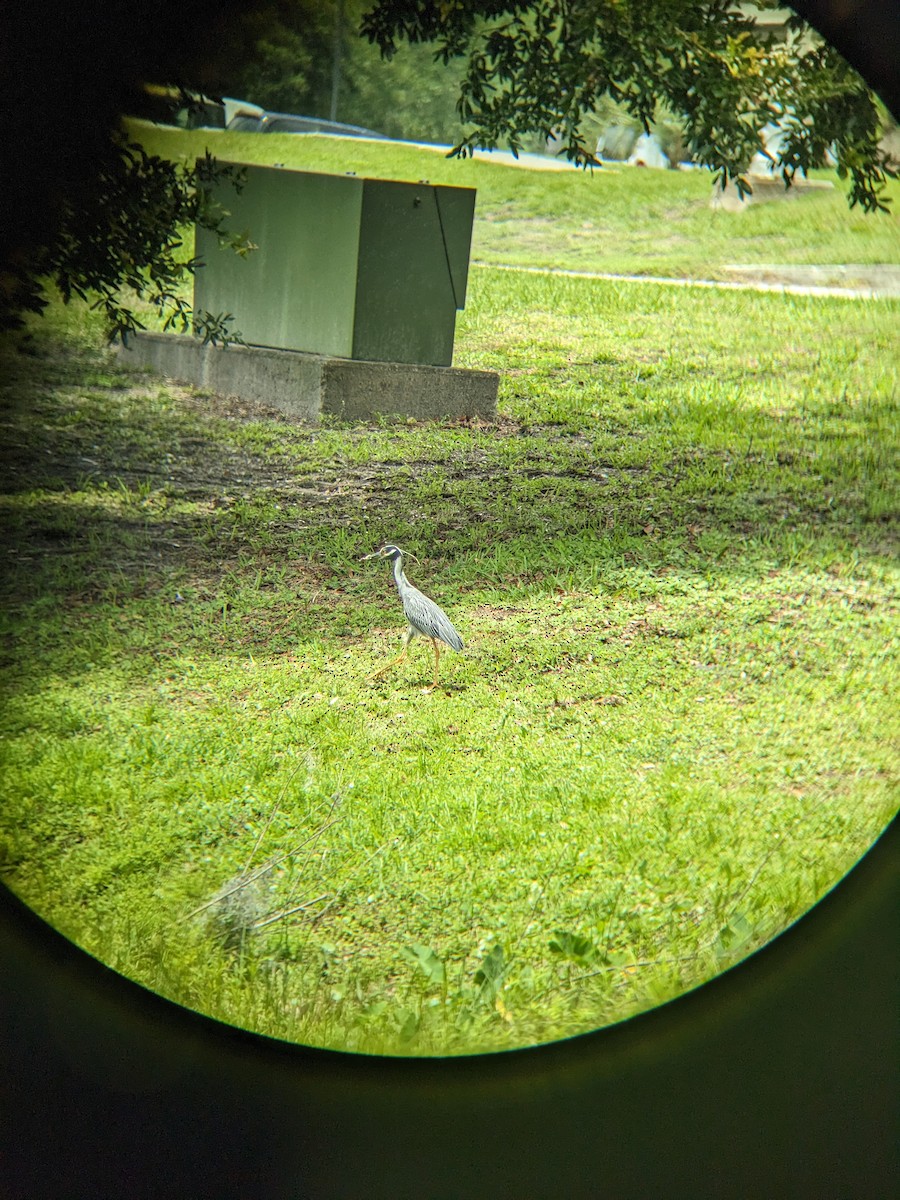 Yellow-crowned Night Heron - ML576446321