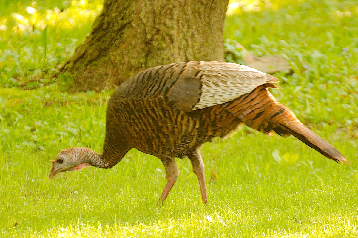 Wild Turkey - ML576446831