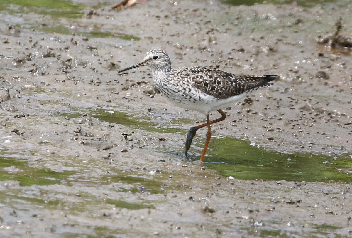 Lesser Yellowlegs - ML576447541