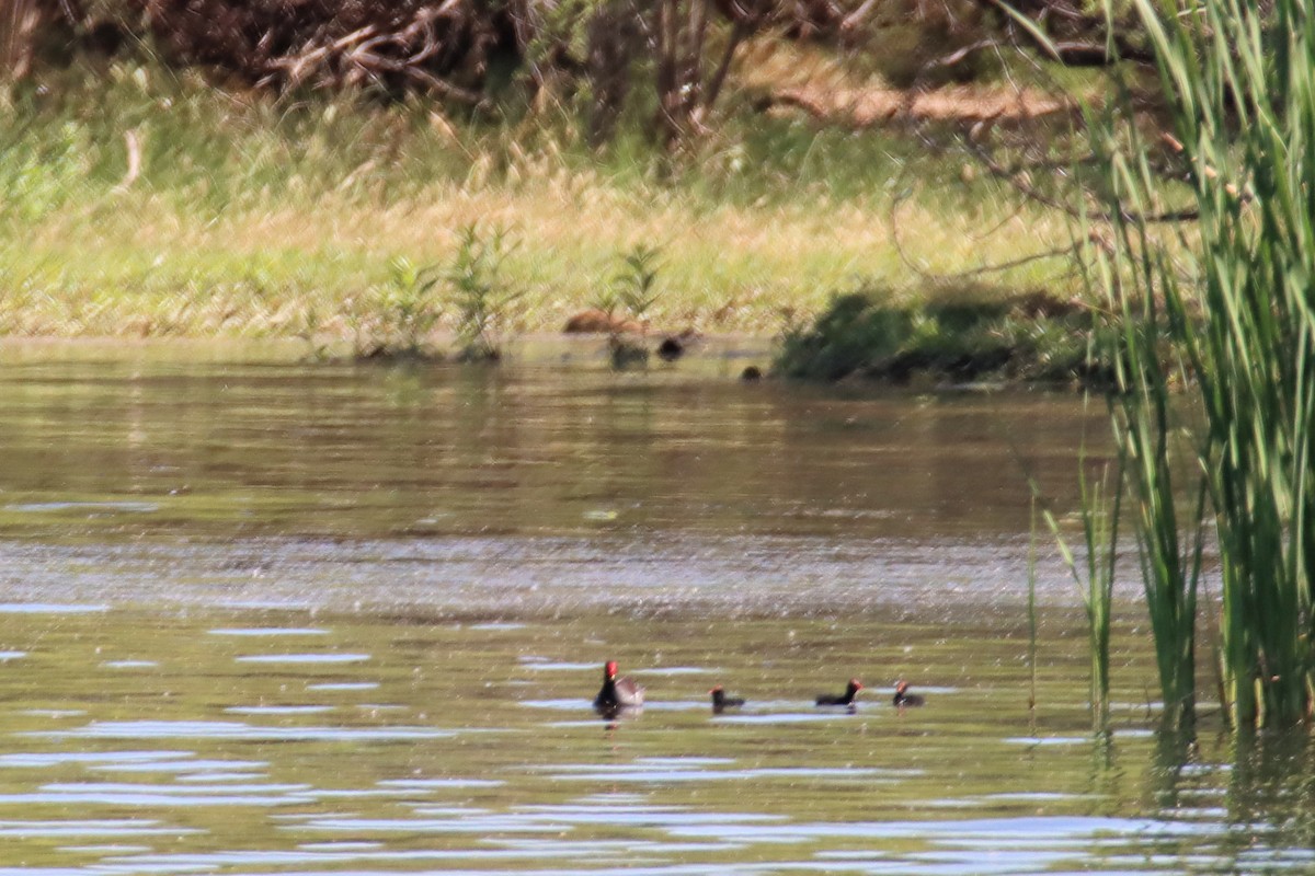 Common Gallinule - ML576447851