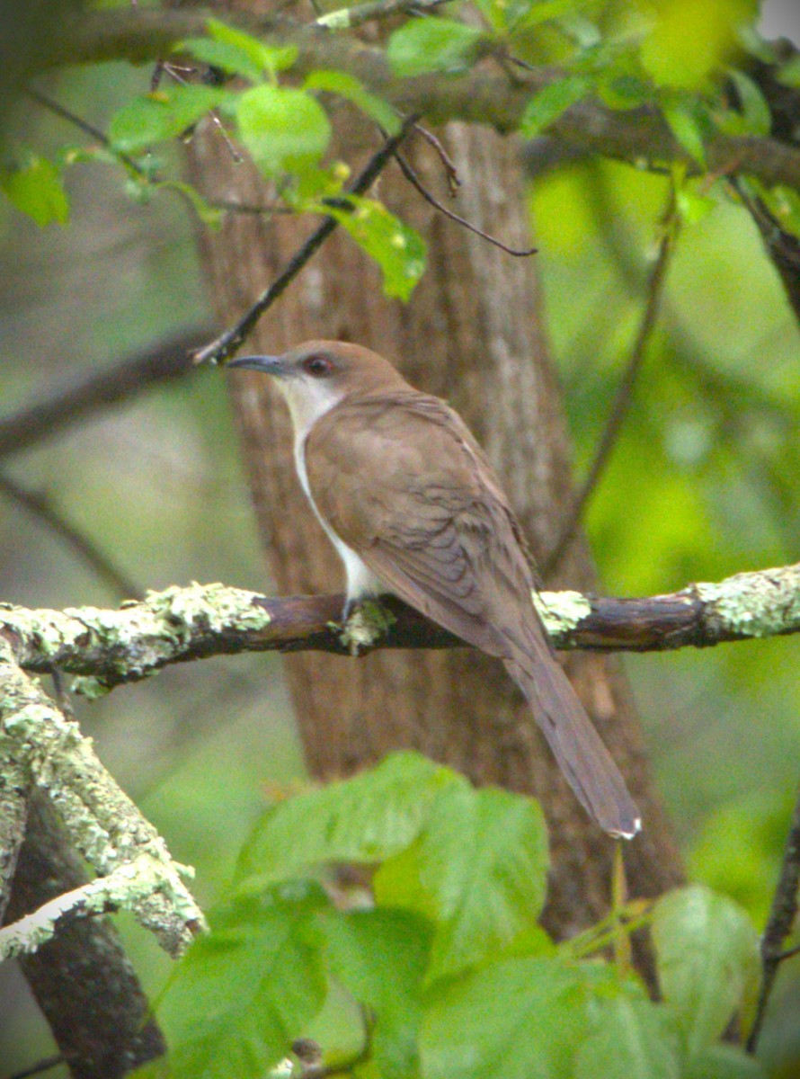 Schwarzschnabelkuckuck - ML576447911