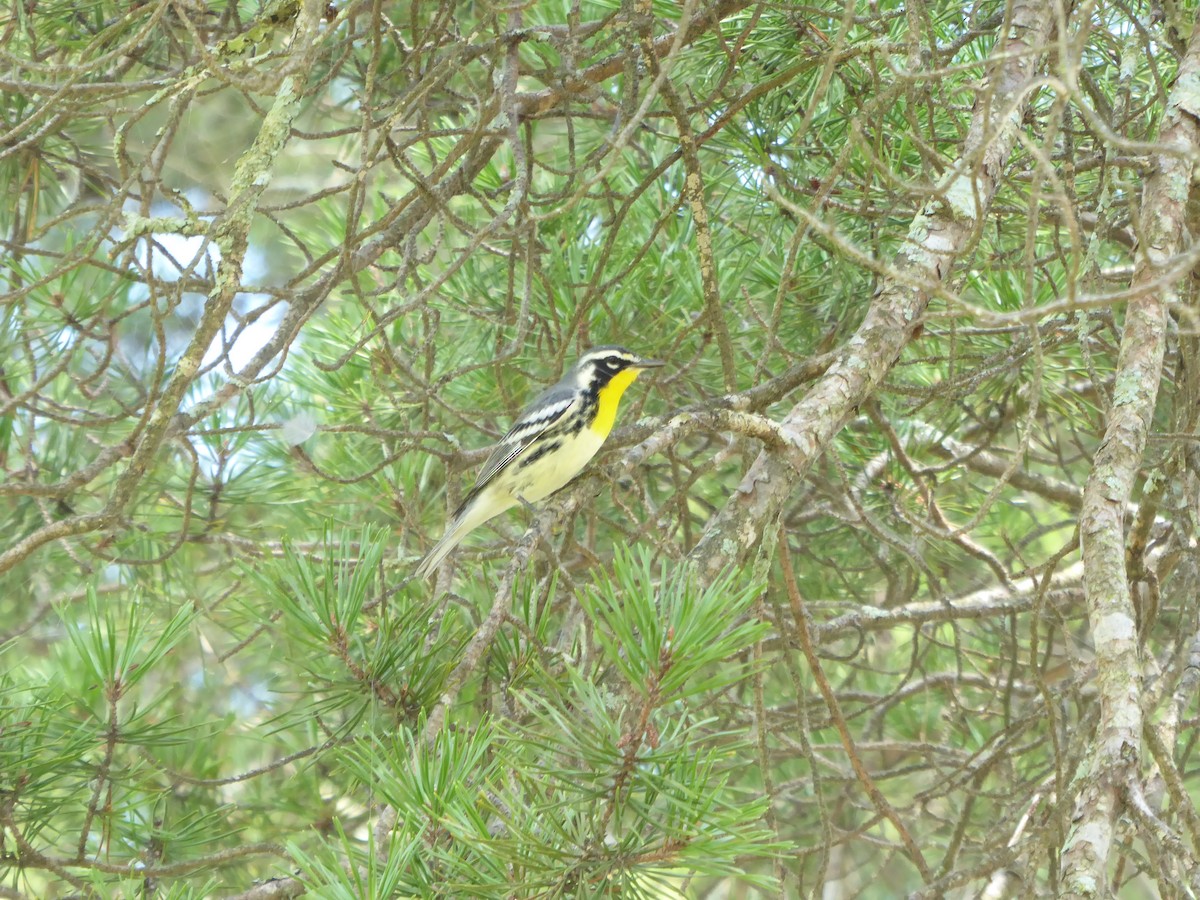 Yellow-throated Warbler - ML576448331
