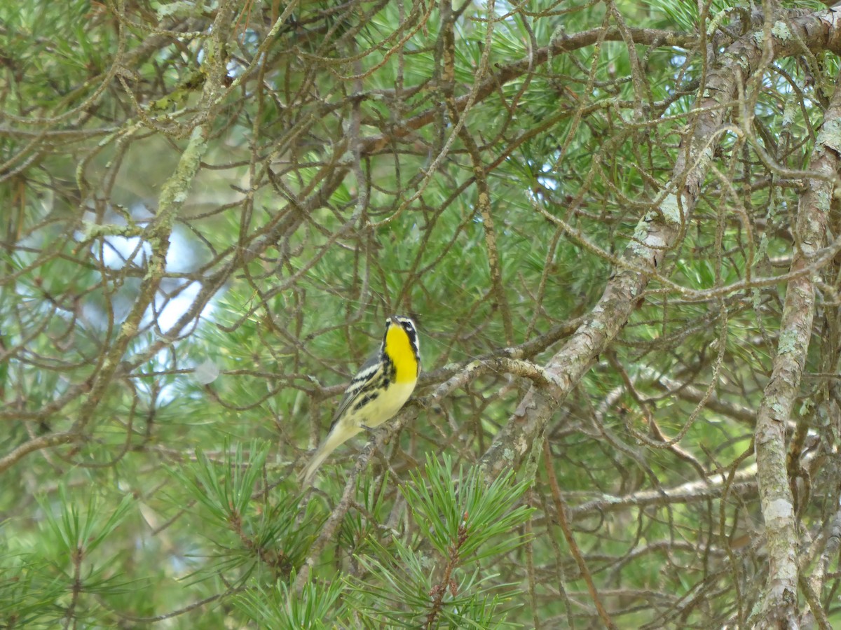 Yellow-throated Warbler - ML576448341