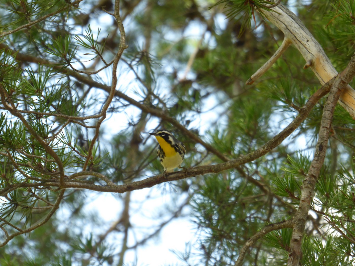 Yellow-throated Warbler - ML576448351