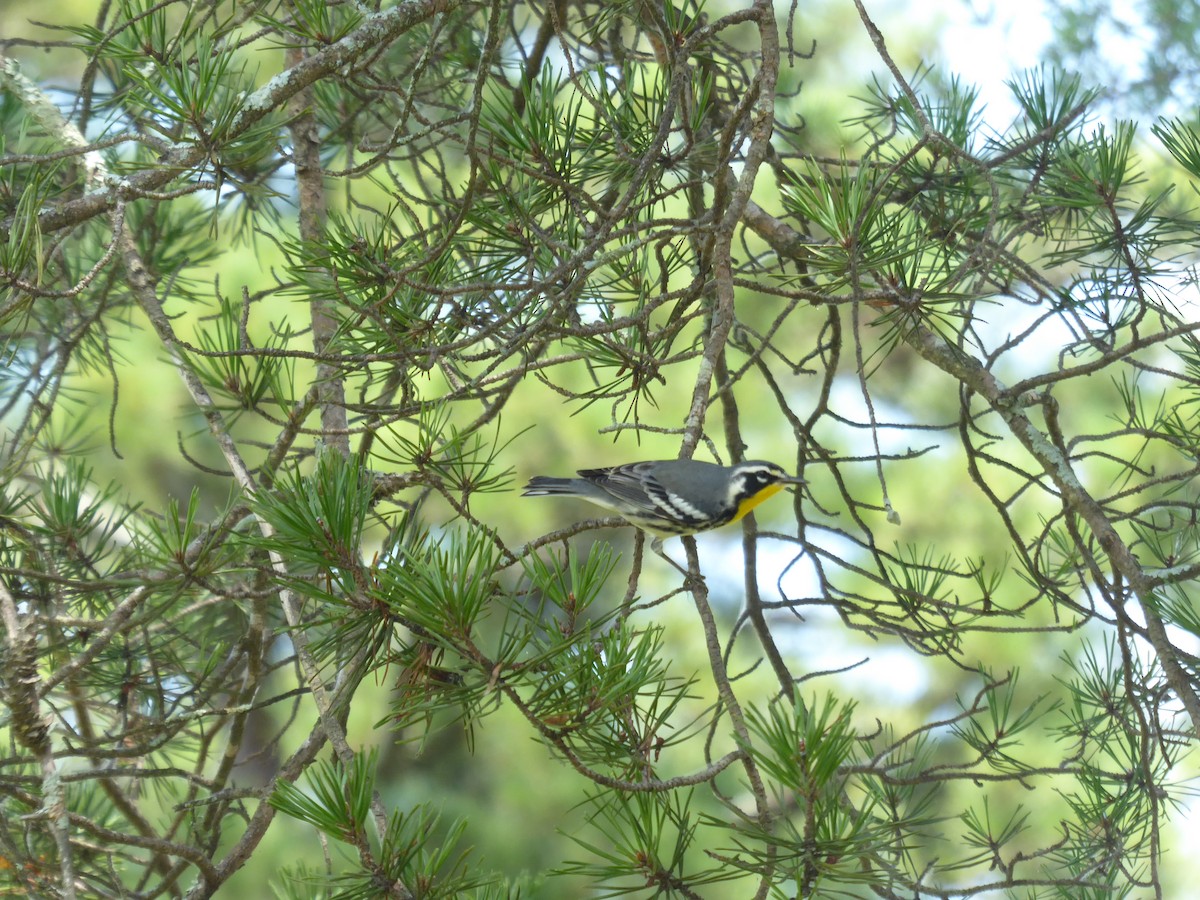 Yellow-throated Warbler - ML576448361