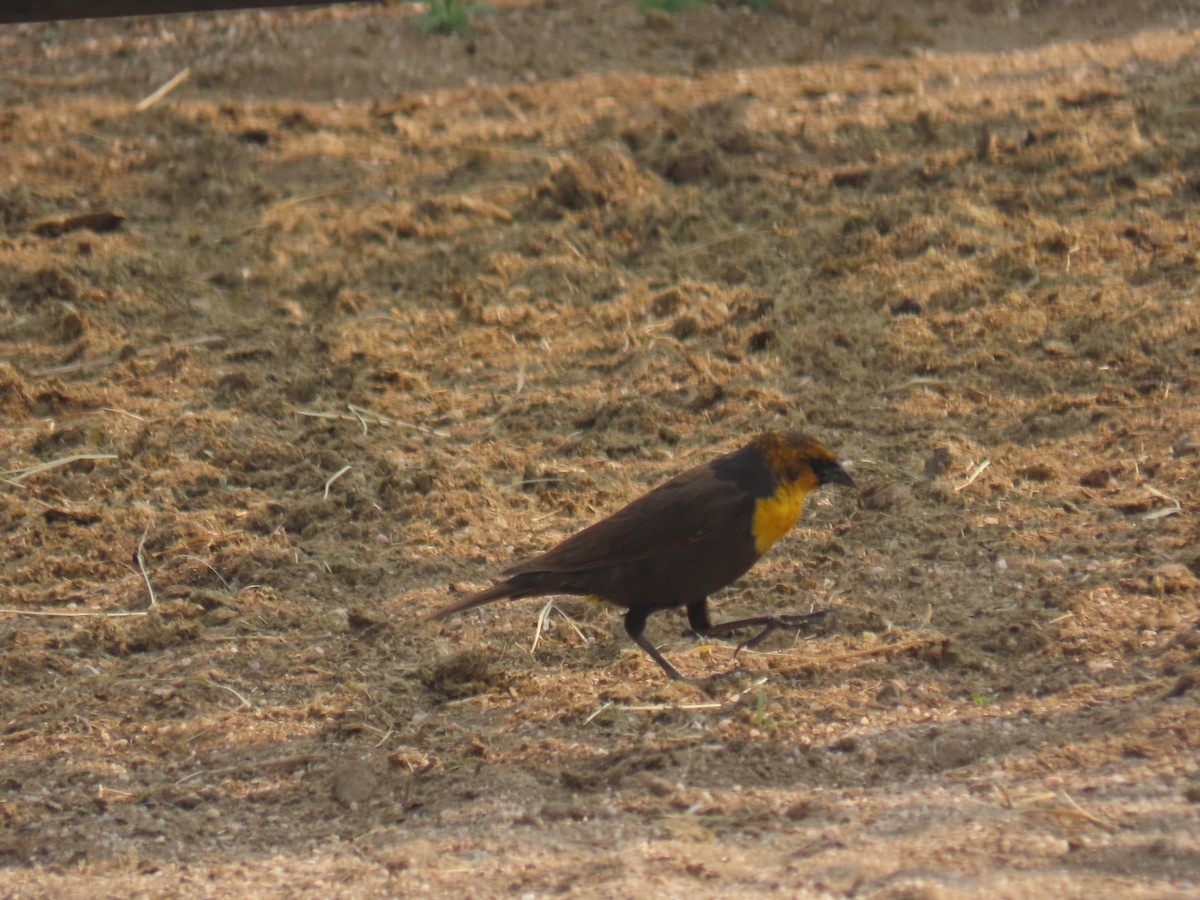 Yellow-headed Blackbird - ML576448481