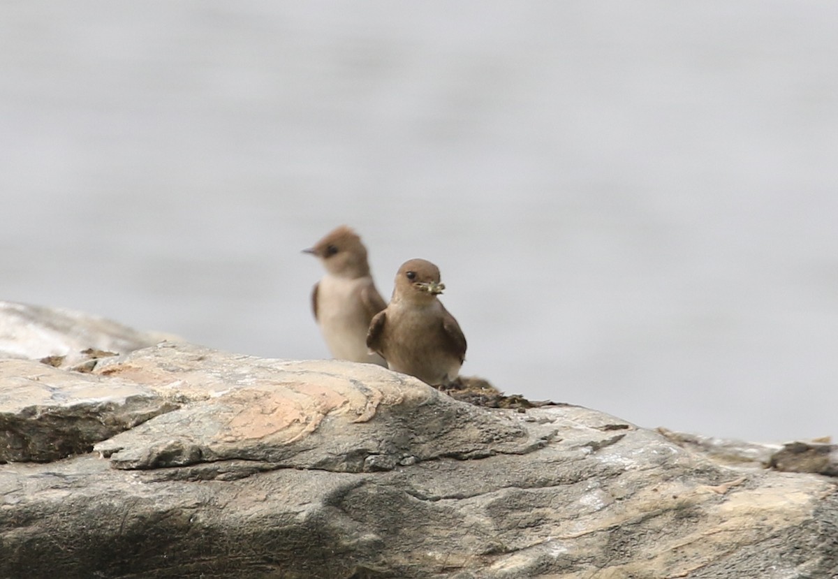 Northern Rough-winged Swallow - ML576448601