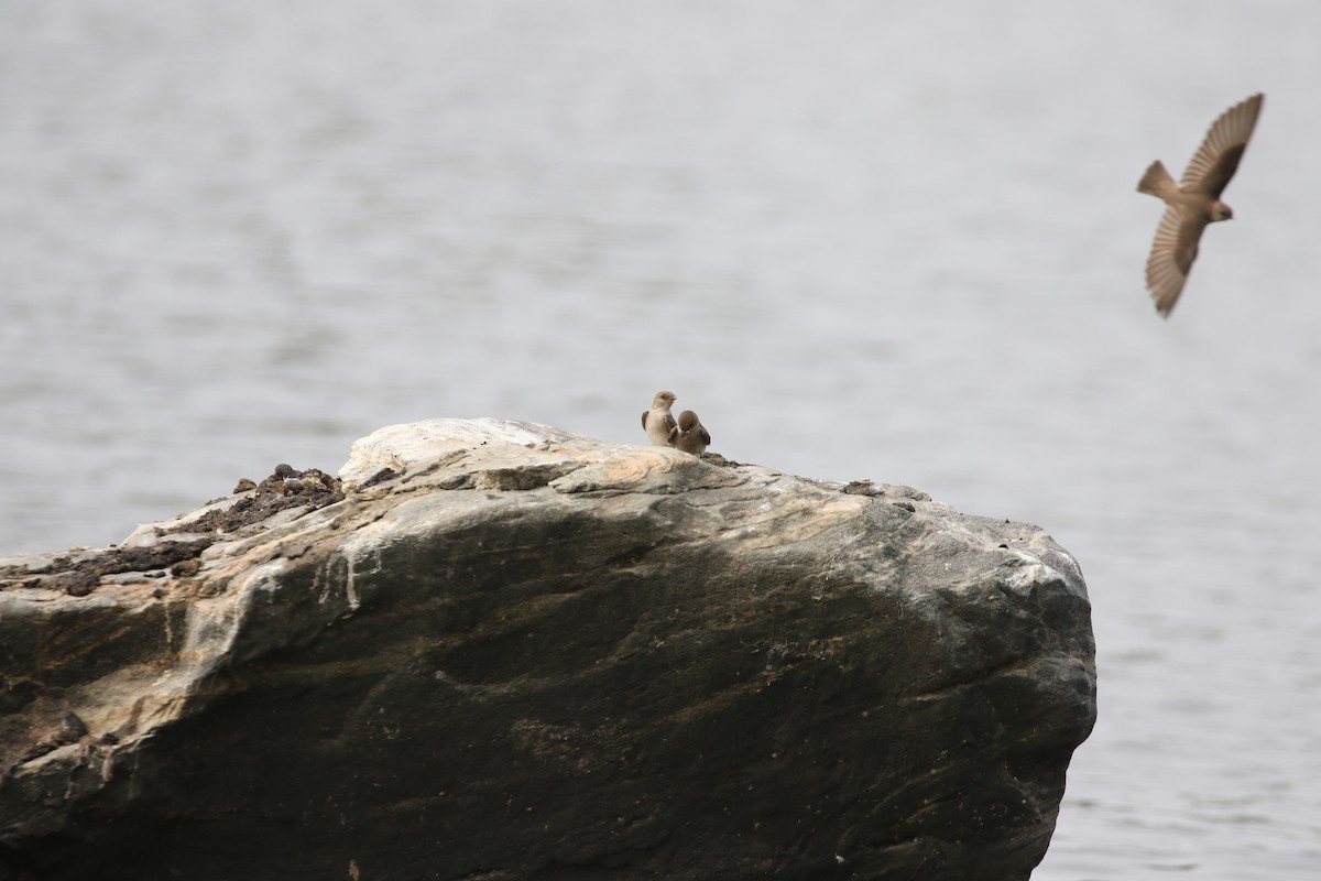 Northern Rough-winged Swallow - ML576448611