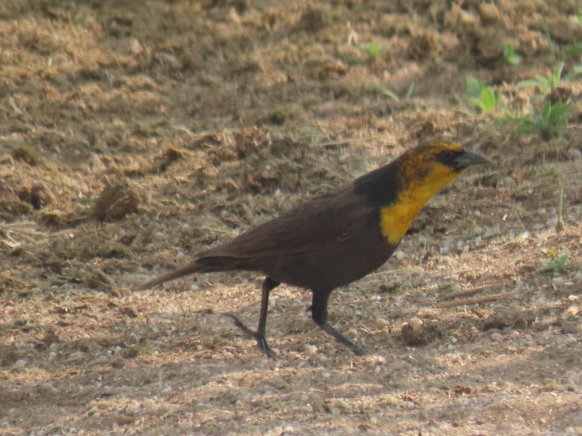 Yellow-headed Blackbird - ML576448631