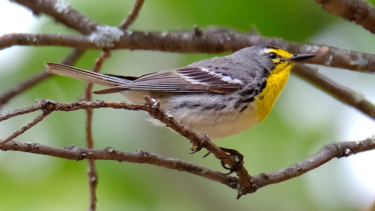 Grace's Warbler - David Zittin