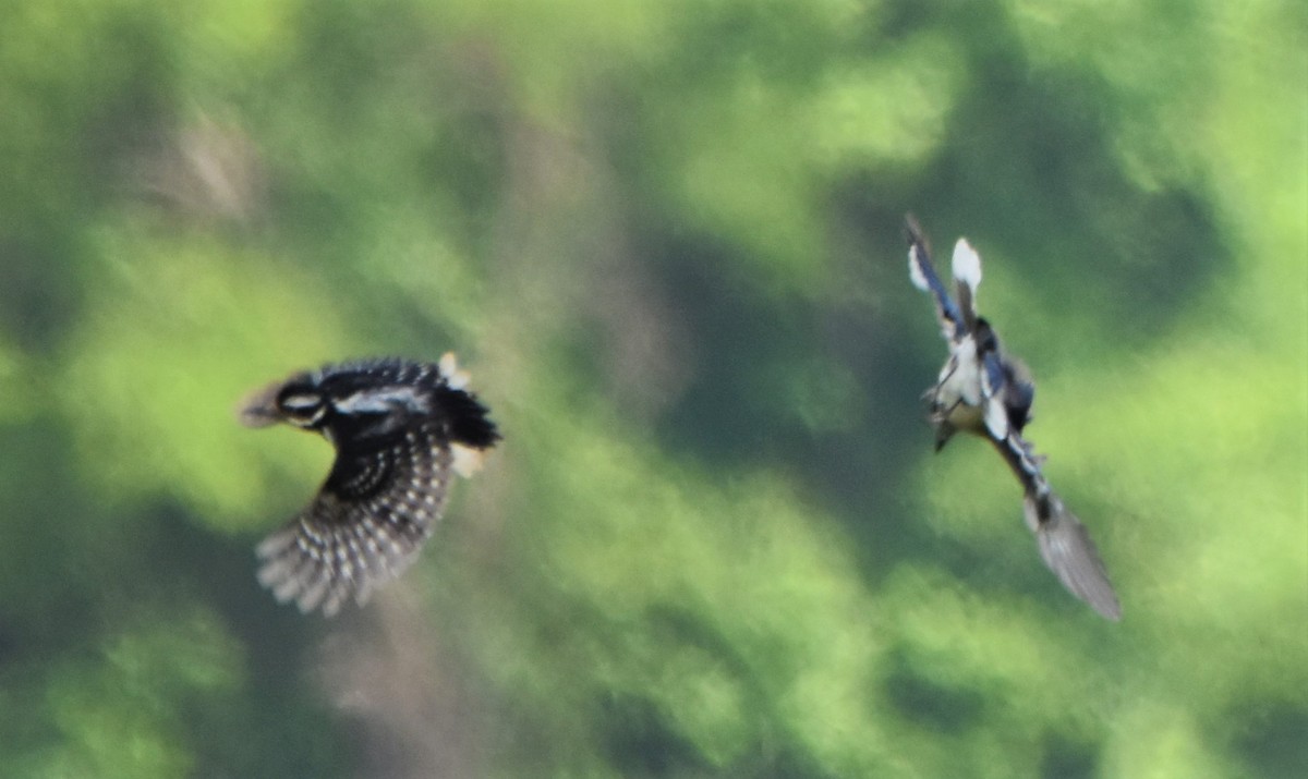 Hairy Woodpecker - ML576448871