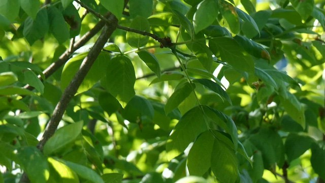 Wilson's Warbler - ML576449401