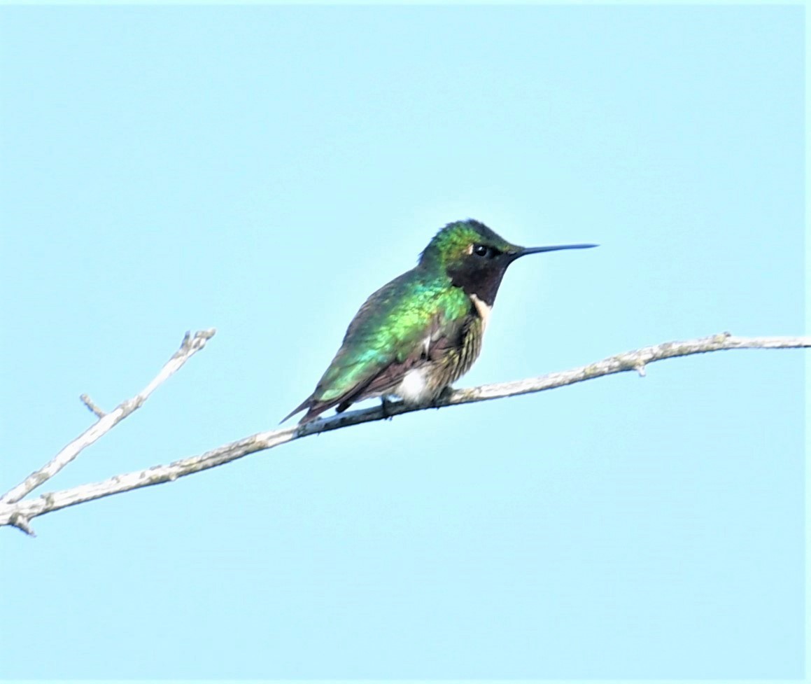 Ruby-throated Hummingbird - ML576450251