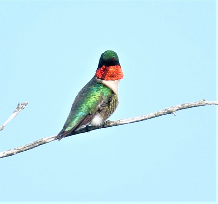 Ruby-throated Hummingbird - ML576450271