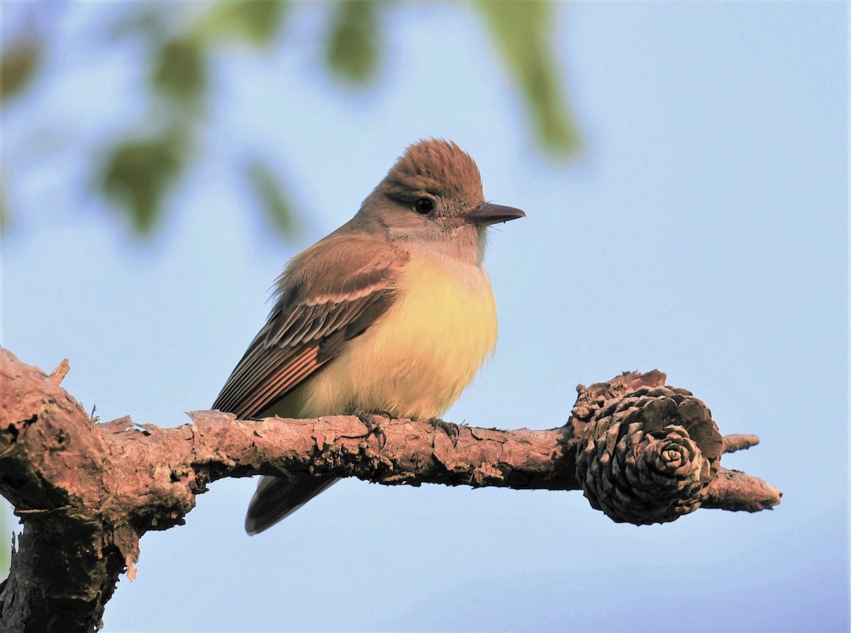 Great Crested Flycatcher - ML576450851