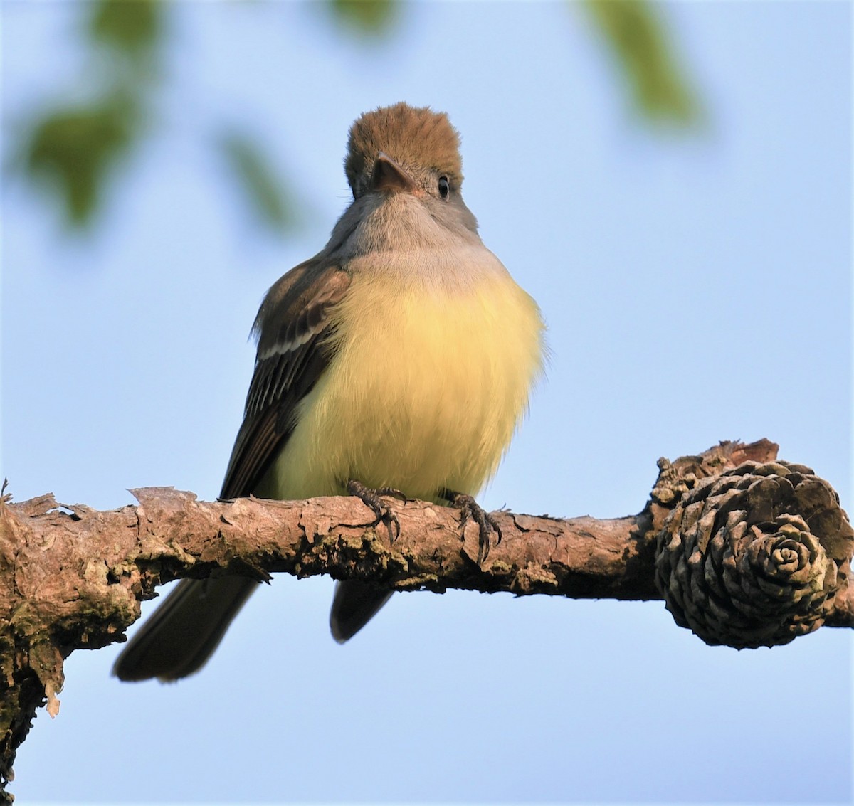 Great Crested Flycatcher - ML576450921