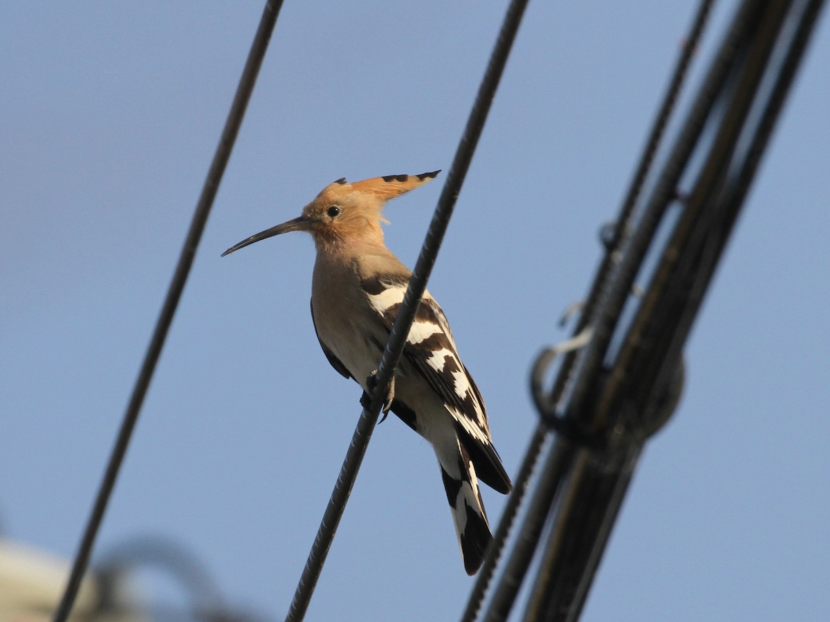 Common Hoopoe - ML576452341