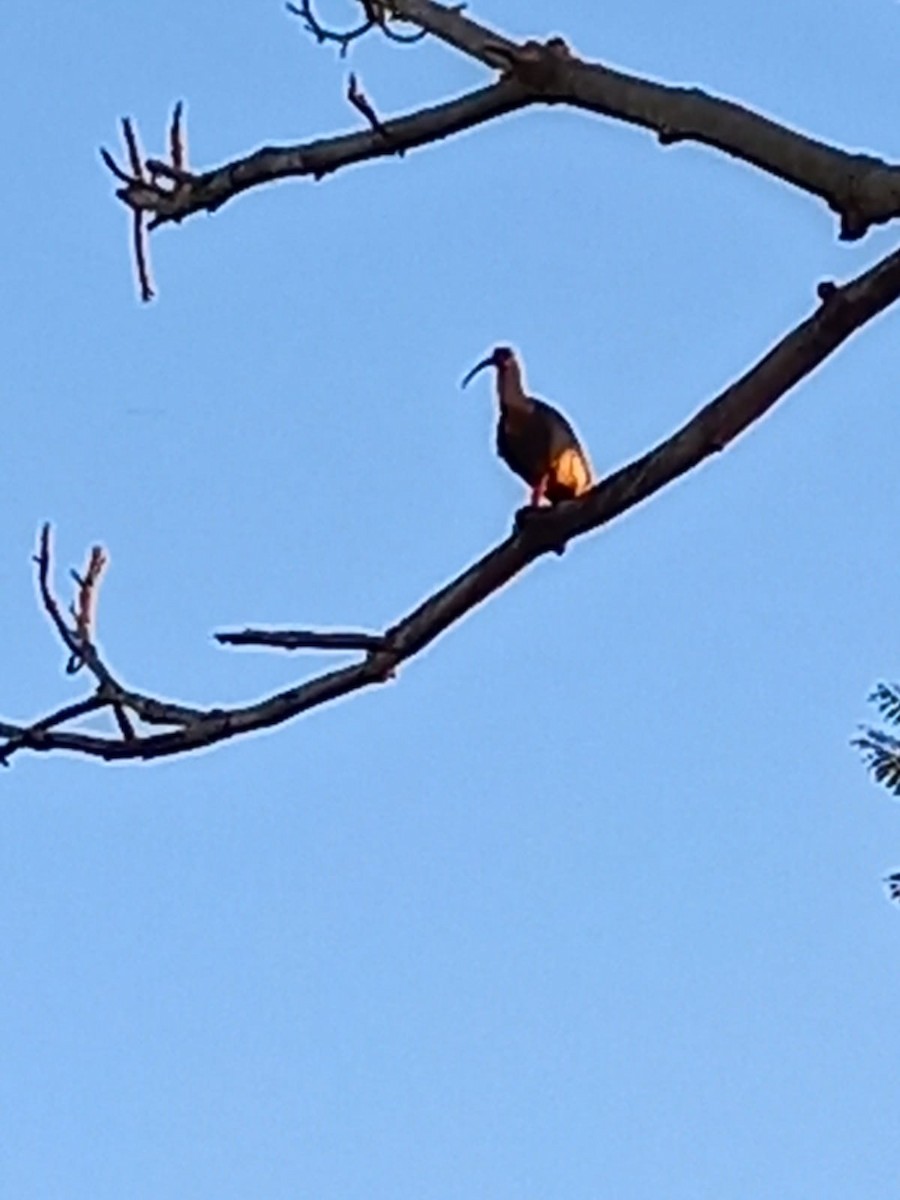 Buff-necked Ibis - matheus ferreira