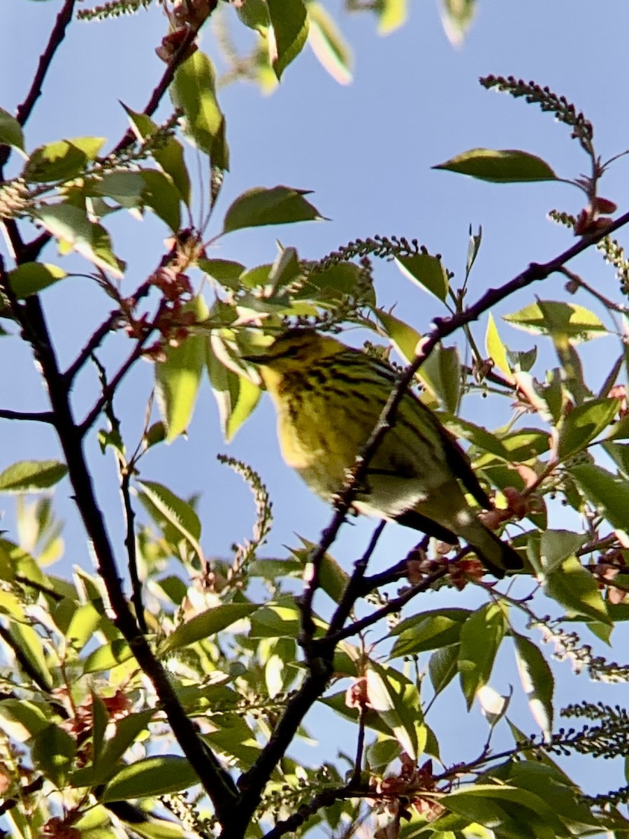 Cape May Warbler - ML576455431