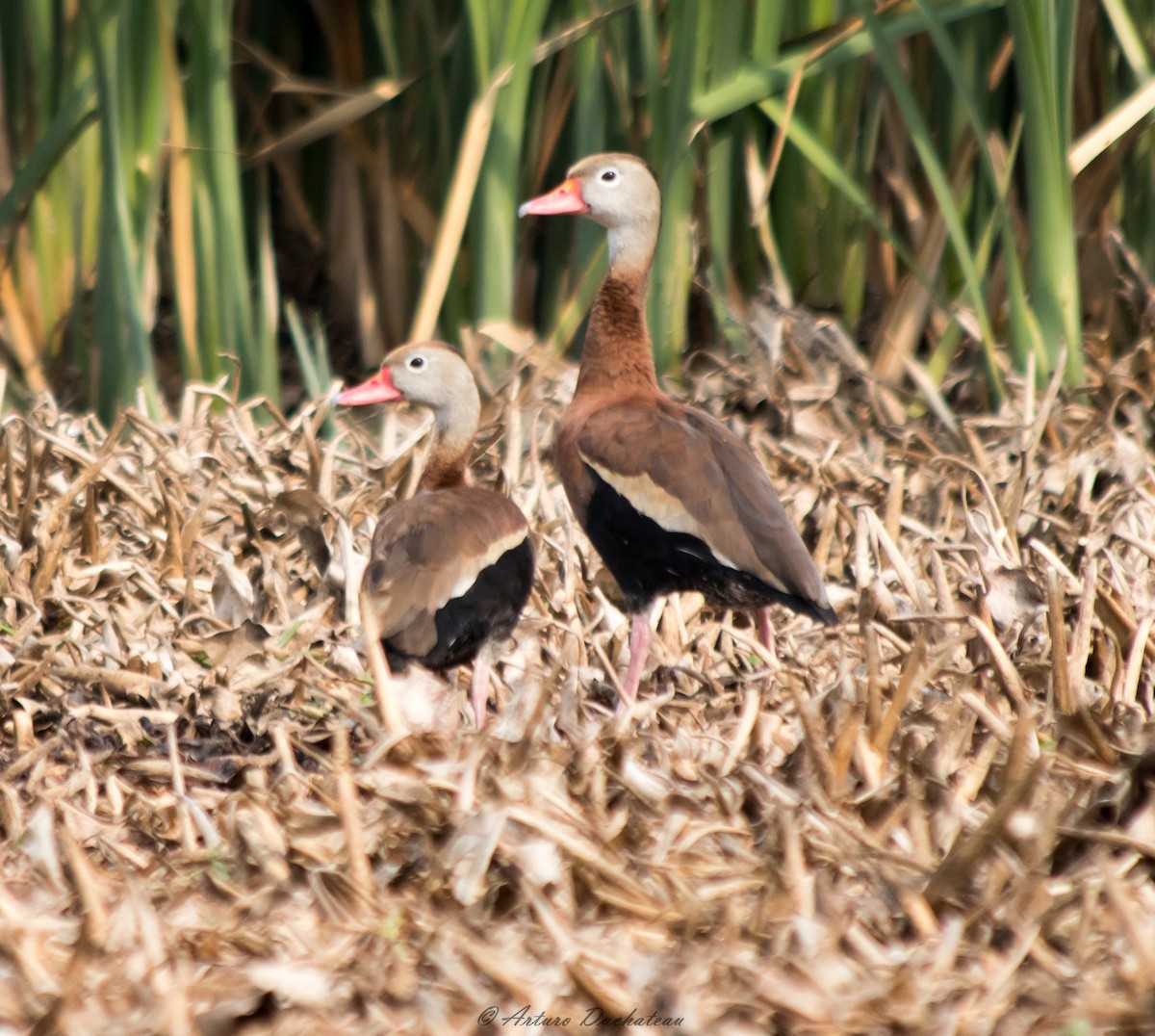 Black-bellied Whistling-Duck - ML57645581